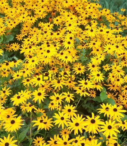 Rudbeckia fulgida 'Goldsturm'